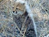 Cheetah young picture Image cub pup kitten