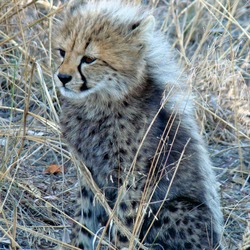 Cheetah young picture Image cub pup kitten