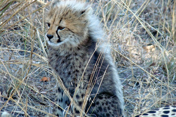 Cheetah young picture Image cub pup kitten