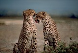 Cheetah Photo Gallery