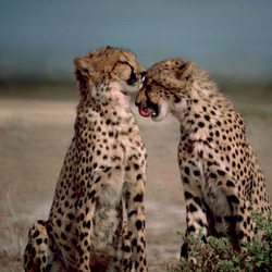 Cheetahs couple kiss picture Image