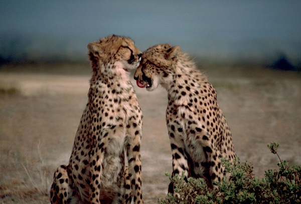 Cheetahs couple kiss picture Image