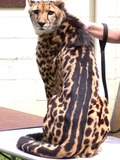 King Cheetah picture rare Image