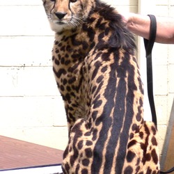 King Cheetah picture rare Image