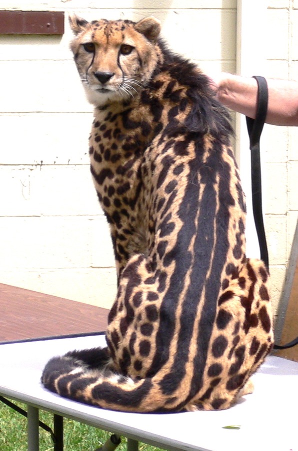 King Cheetah picture rare Image