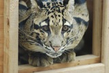 Clouded Leopard Photo Gallery