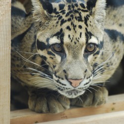 Clouded Leopard Cat Picture Big wild