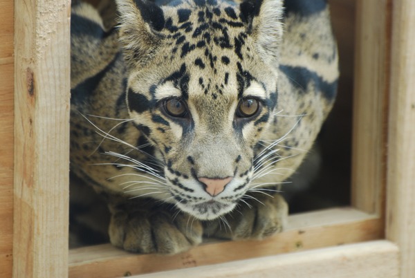 Clouded Leopard Cat Picture Big wild