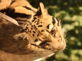 Clouded Leopard Cat Picture Cincinnati Zoo