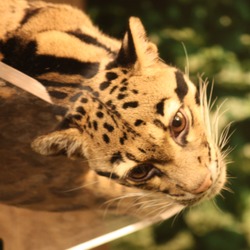 Clouded Leopard Cat Picture Cincinnati Zoo