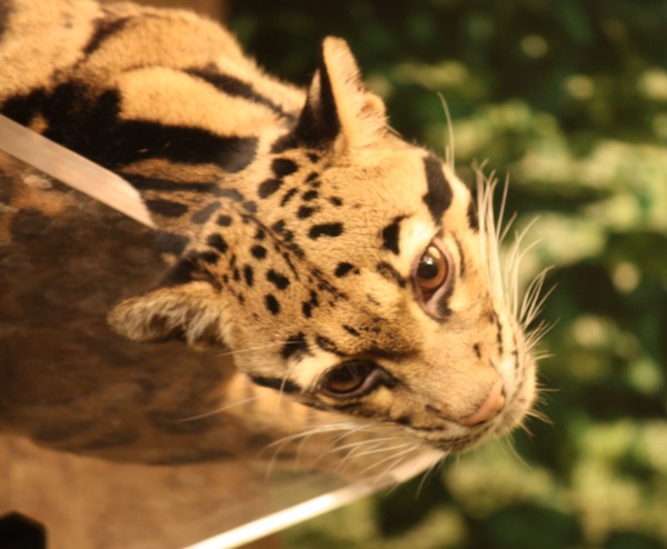 Clouded Leopard Cat Picture Cincinnati Zoo