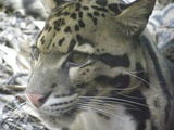 Clouded Leopard Photo Gallery