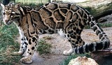 Clouded Leopard Photo Gallery