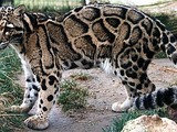 Clouded Leopard Cat Picture Neofelis nebulosa