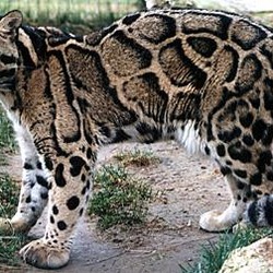 Clouded Leopard Cat Picture Neofelis nebulosa