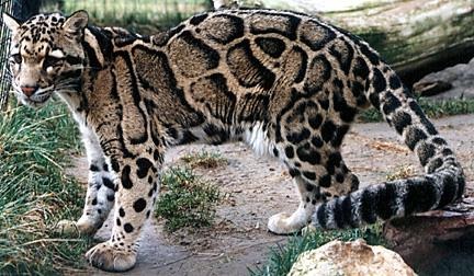 Clouded Leopard Cat Picture Neofelis nebulosa