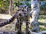 Clouded Leopard Cat Picture Wild Nashville Zoo