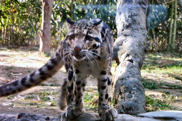 Clouded Leopard Cat Picture Wild Nashville Zoo