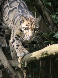 Clouded Leopard Cat Picture climb curious