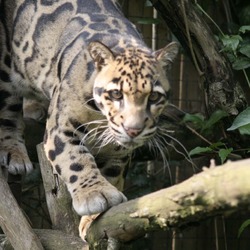 Clouded Leopard Cat Picture climb curious