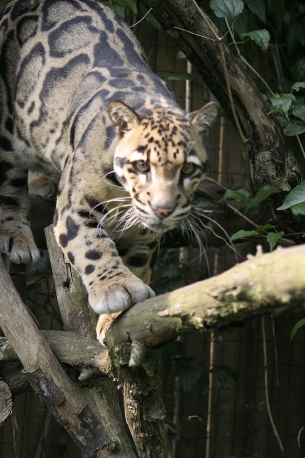 Clouded Leopard Cat Picture climb curious