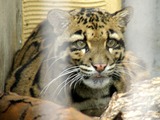 Clouded Leopard Photo Gallery
