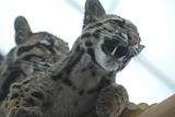 Clouded Leopard Photo Gallery
