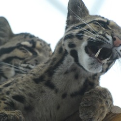 Clouded Leopard Cat Picture cub mad