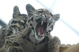 Clouded Leopard Photo Gallery