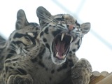 Clouded Leopard Cat Picture kitten teeth roar