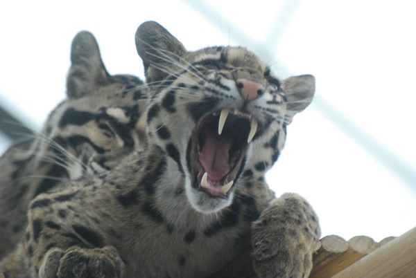 Clouded Leopard Cat Picture kitten teeth roar
