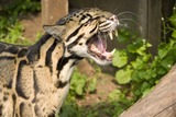 Clouded Leopard Photo Gallery