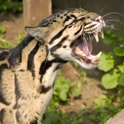 Clouded Leopard Cat Picture mad meow