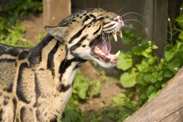 Clouded Leopard Cat Picture mad meow