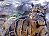 Clouded Leopard Cat Picture pattern endangered