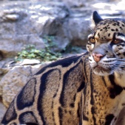 Clouded Leopard Cat Picture pattern endangered