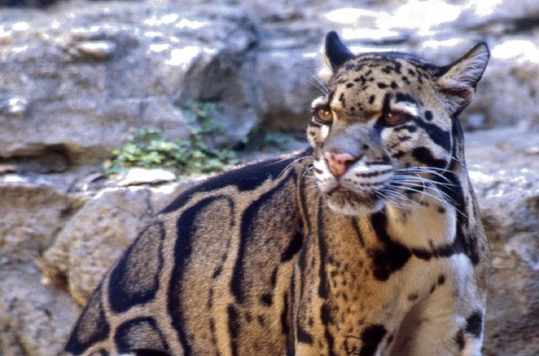 Clouded Leopard Cat Picture pattern endangered
