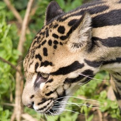 Clouded Leopard Cat Picture portrait face profile