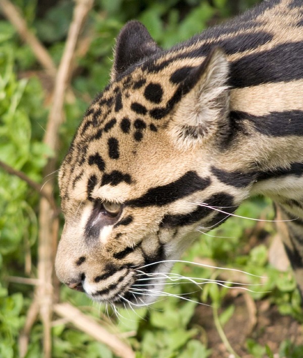 Clouded Leopard Cat Picture portrait face profile