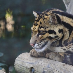 Clouded Leopard Cat Picture profile