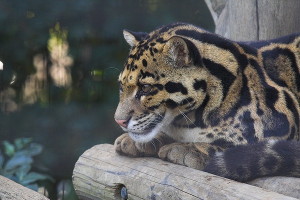 Clouded Leopard Cat Picture profile