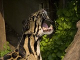 Clouded Leopard Cat Picture roar teeth