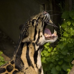 Clouded Leopard Cat Picture roar teeth