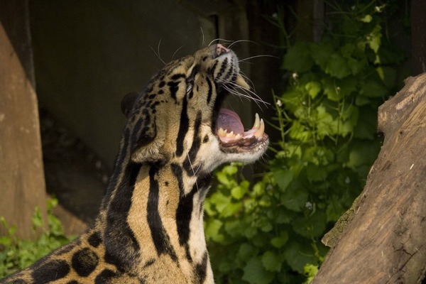 Clouded Leopard Cat Picture roar teeth