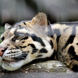 Clouded Leopard Cat Picture sleeping face pattern