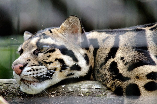 Clouded Leopard Cat Picture sleeping face pattern