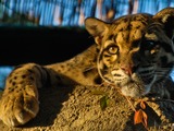 Clouded Leopard Wild Cat Picture portrait