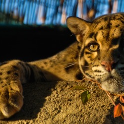 Clouded Leopard Wild Cat Picture portrait