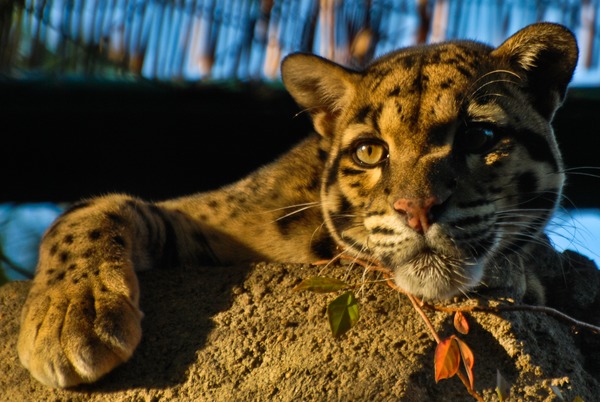 Clouded Leopard Wild Cat Picture portrait