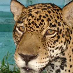 Jaguar Cat Face Picture Onca